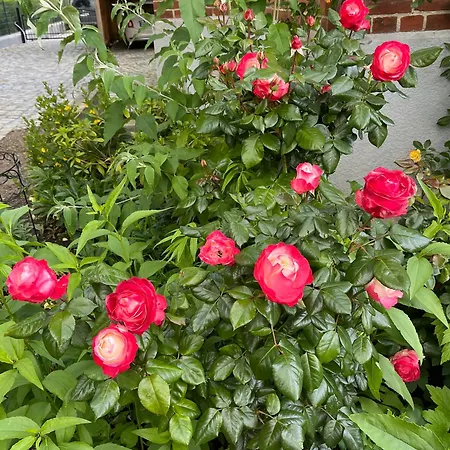 Kleine Landhaus-perle Am Schlosspark Eutin